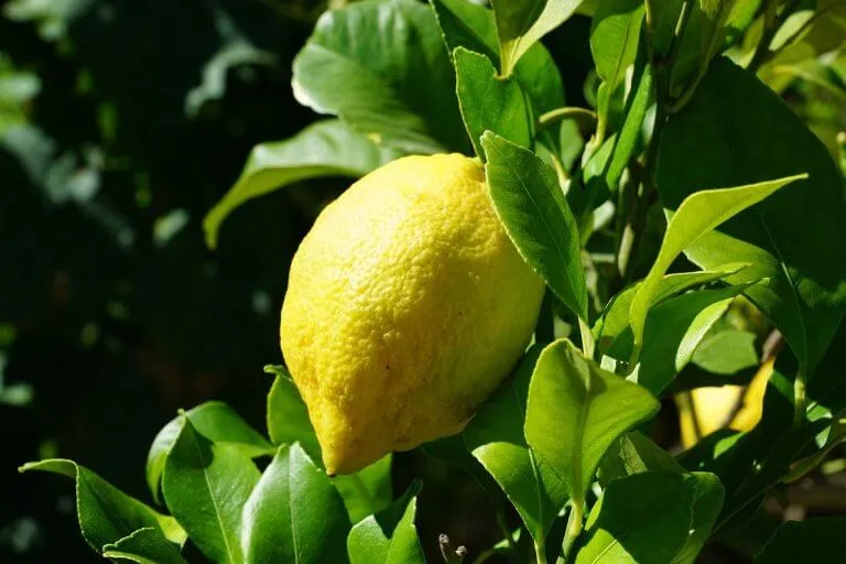 אתרוג