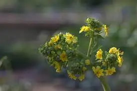  השדות