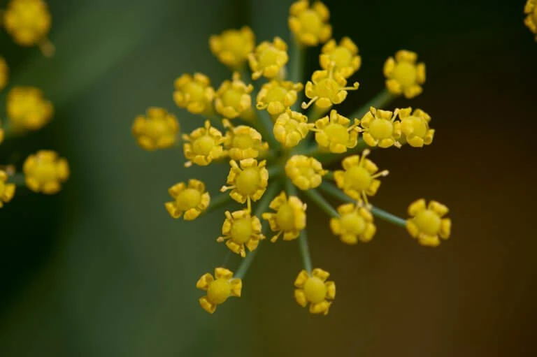 foeniculum vulgare : venkel