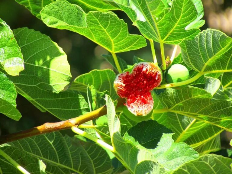 Fig Tree Fruit Figs Green Ficus Carica Fig Fruit